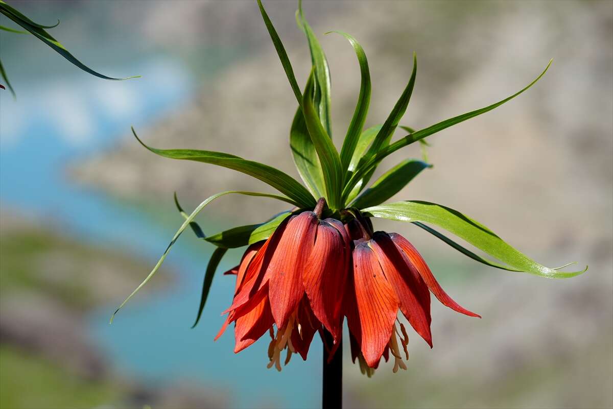 Ters laleler açtı, koparmanın cezası ise dudak uçuklattı 2